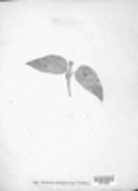 Cronartium pini image